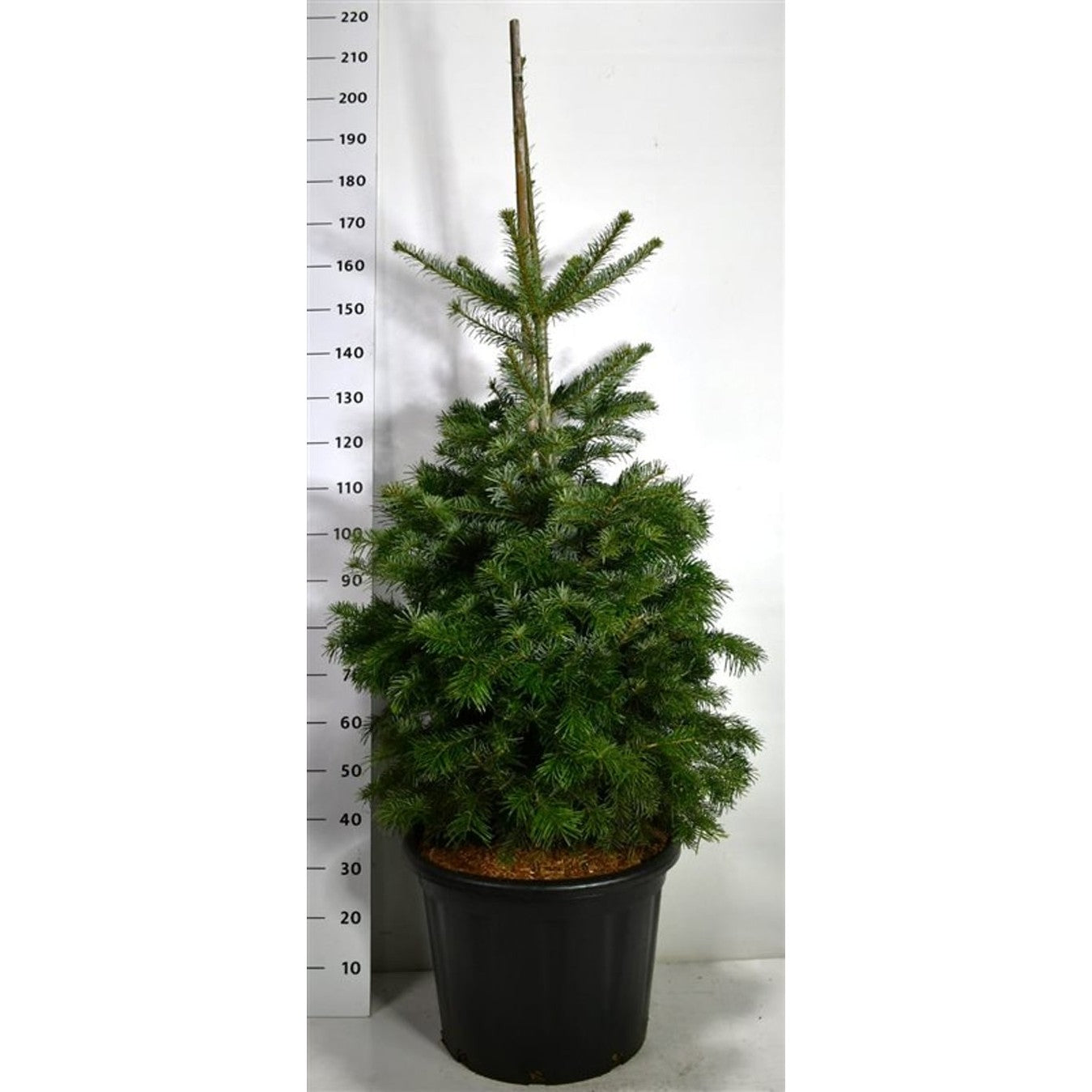 Nordmannsgran – Abies nordmanniana - C65 125-150 cm.